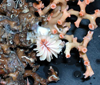 Living deep sea coral Desmophyllum cristagalli.